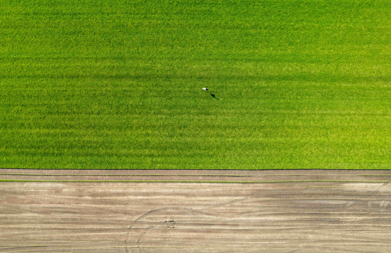 Top-down aerial field scan showing cultivation zones and soil conditions